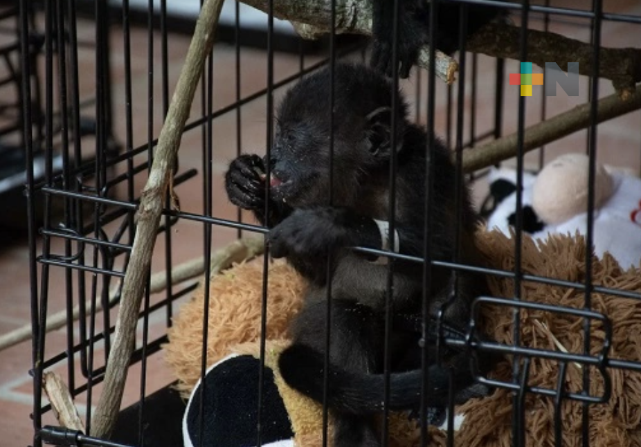 La presencia de lluvias ha favorecido  condición de primates en sureste del país